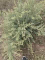 Vachellia tortilis