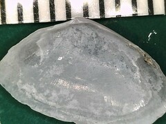 Psammotreta brevifrons