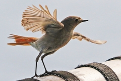 Phoenicurus ochruros