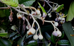 Davilla alata