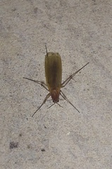 Mycetophila fungorum