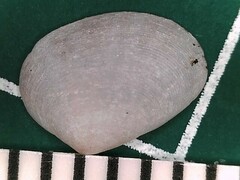Semelina nuculoides