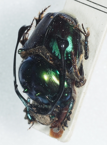 Proagoderus rangifer