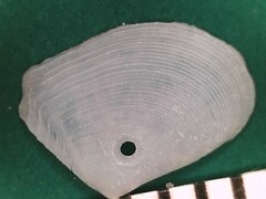 Serratina aequistriata