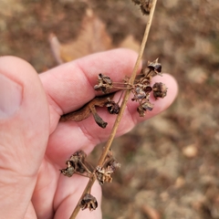 Decodon verticillatus