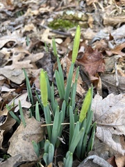 Narcissus pseudonarcissus
