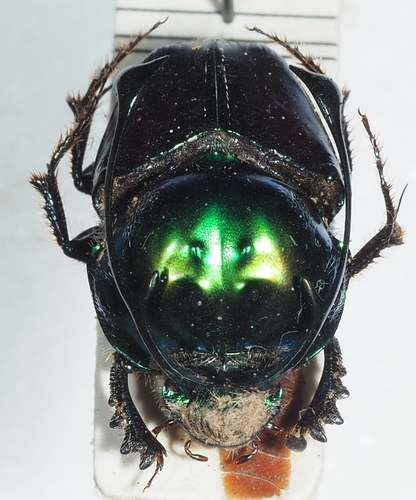 Proagoderus rangifer