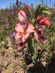 Gladiolus meliusculus