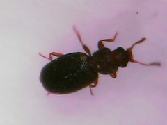 Corticaria serrata