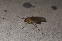 Mycetophila fungorum