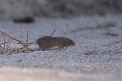 Sigmodon arizonae