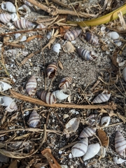 Bulimulus guadalupensis