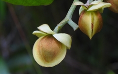 Davilla alata