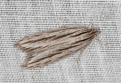 Leistarcha scitissimella