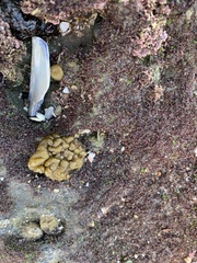 Leathesia marina