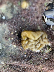 Leathesia marina
