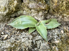 Agave mitis