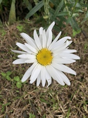 Leucanthemum