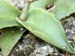 Agave mitis