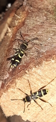 Clytus arietis