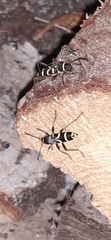 Clytus arietis