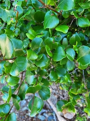 Sideroxylon obovatum