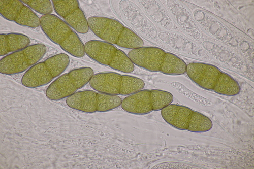 Pleomassaria observed 2023-01-15