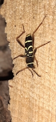 Clytus arietis
