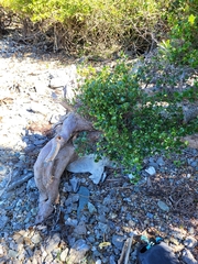 Sideroxylon obovatum