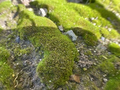 Bryophyta