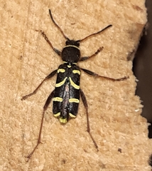 Clytus arietis