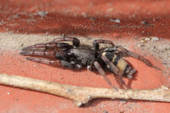 Latonigena auricomis