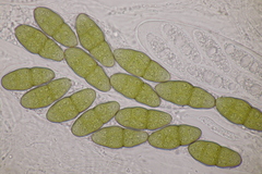 Pleomassaria carpini