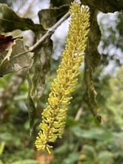 Macadamia integrifolia
