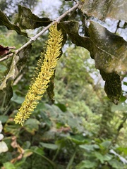 Macadamia integrifolia