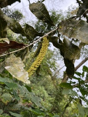 Macadamia integrifolia