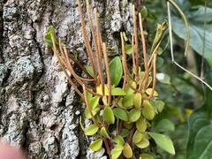 Peperomia glabella