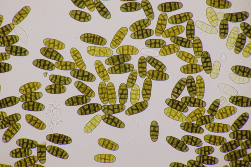 Camarosporidiella elongata observed 2023-01-15