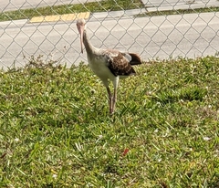 Eudocimus albus