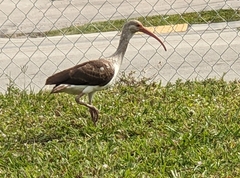 Eudocimus albus