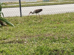 Eudocimus albus