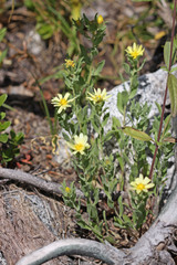 Heterotheca hirsuta