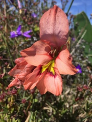 Gladiolus meliusculus