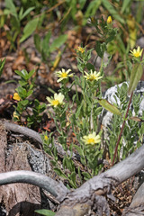 Heterotheca hirsuta
