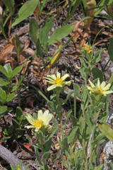 Heterotheca hirsuta
