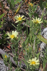 Heterotheca hirsuta