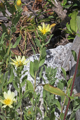 Heterotheca hirsuta