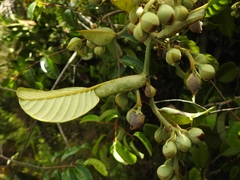 Davilla alata