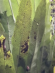 Niphidium crassifolium