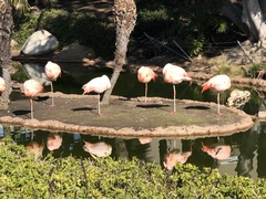 Phoenicopterus